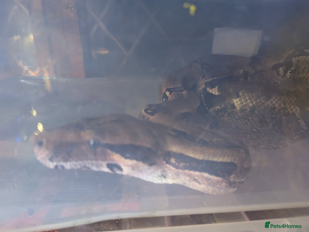Boa Snake reptiles for sale: 3 beautiful Boa constrictors  - Image 2