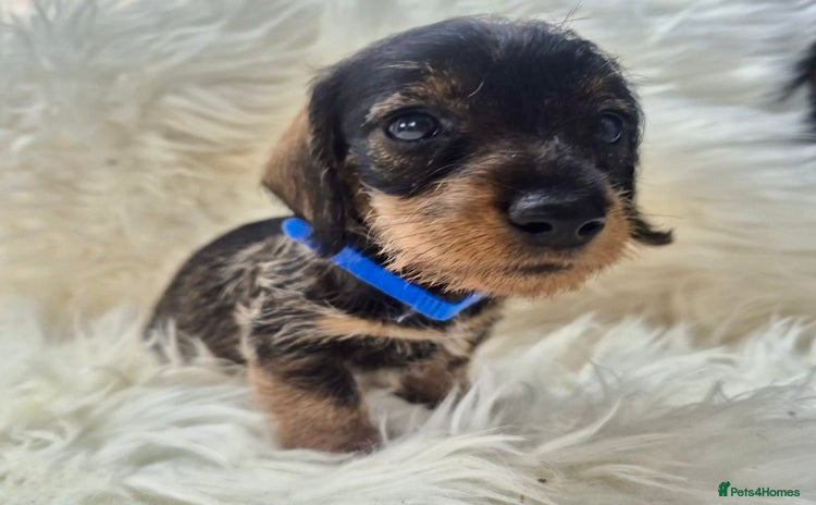 Dachshund dogs - Advert 4