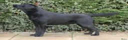 Labrador Retriever dogs for sale: Yellow labrador puppy in Chesterfield - Advert 3