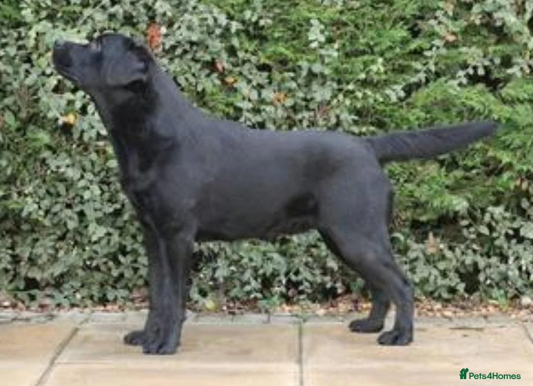 Labrador Retriever dogs for sale: Yellow labrador puppy in Chesterfield - Advert 3