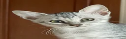 Egyptian Mau cats for sale: GCCF registered pedigree Egyptian Mau kittens - Advert 16