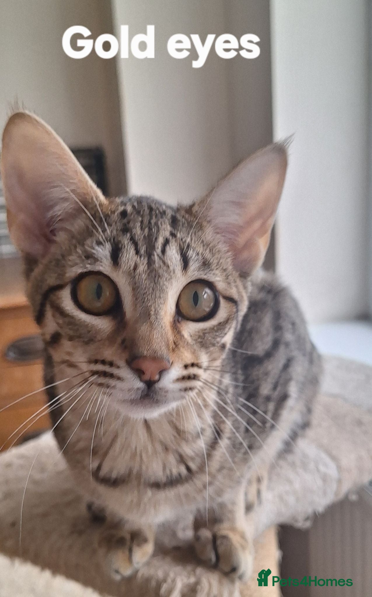 Savannah cats TICA SBTF7 Silver girl Europa very freindly speyed - Advert 20