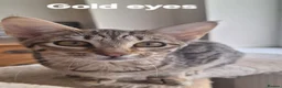 Savannah cats for sale: TICA SBTF7 Silver girl Europa very freindly speyed - Advert 2