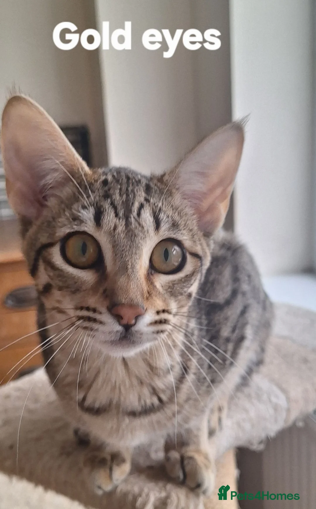 Savannah cats for sale: TICA SBTF7 Silver girl Europa very freindly speyed - Advert 2