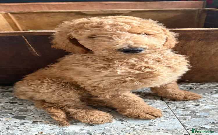 Labradoodle dogs - Advert 1