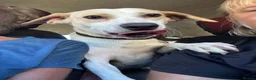 Mixed Breed dogs for sale: Meet Polly  - Advert 4