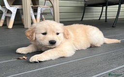 Golden Retriever dogs for sale: Expecting golden retriever puppies - Image 10