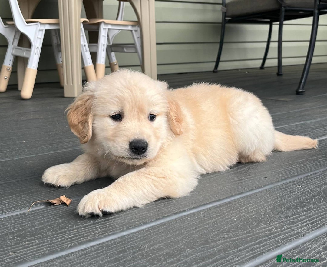 Golden Retriever dogs for sale: Expecting golden retriever puppies - Image 10
