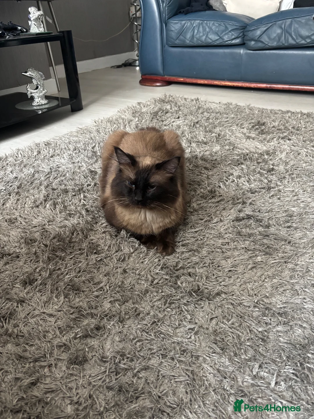 Ragdoll cats for sale: Blue the Ragdoll🐱💙 - Advert 4