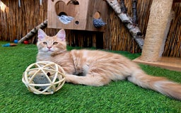 Maine Coon cats for sale: 1 Cream Boy Available. Ready Now.  - Image 5