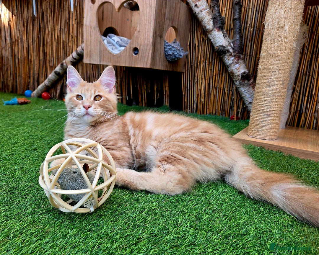 Maine Coon cats for sale: 1 Cream Boy Available. Ready Now.  - Image 5