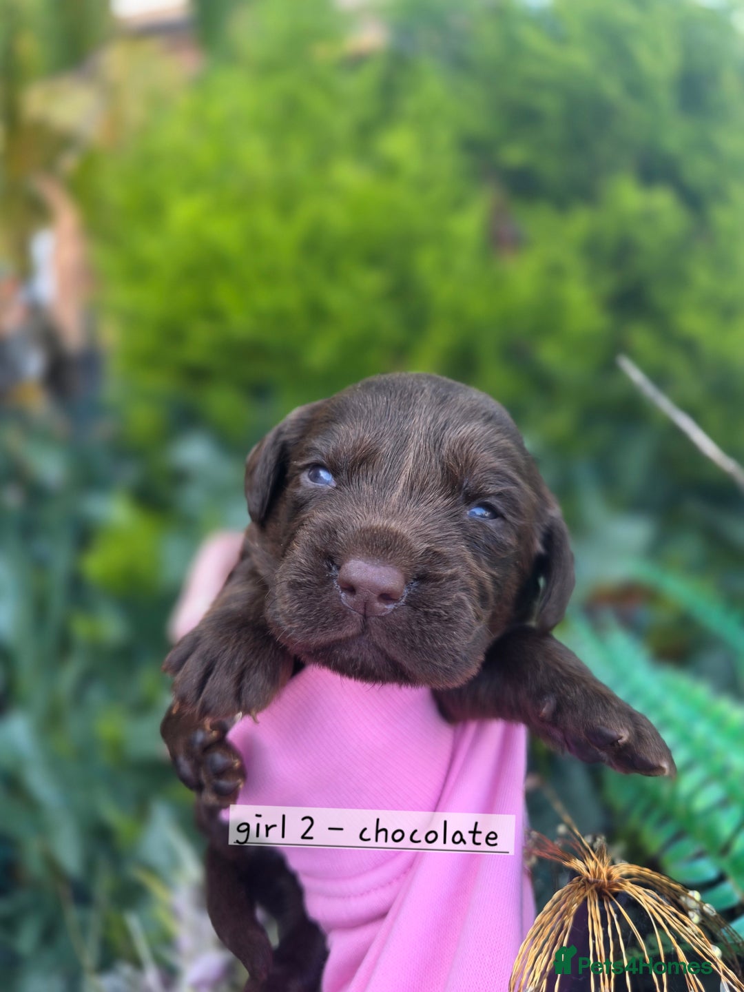 Cockerdor dogs for sale: F1 cockerdor puppies , cocker x labrador  - Image 35