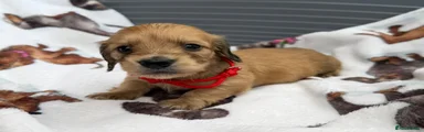 Dachshund 2