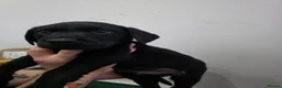 Labrador Retriever dogs for sale: 8 labrabdor puppies - Advert 9