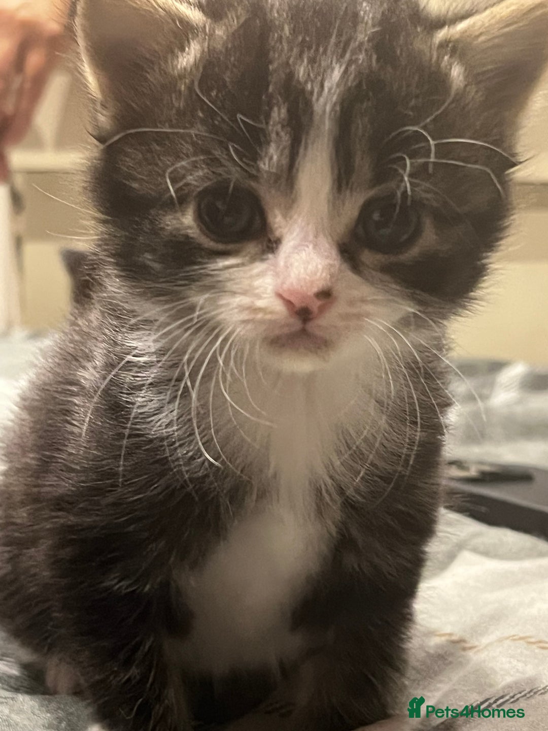European cats for sale: Kittens - Image 8
