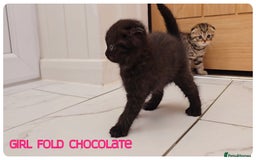 Scottish Fold cats for sale: Scottish Fold Kittens (Delivery available) - Image 8