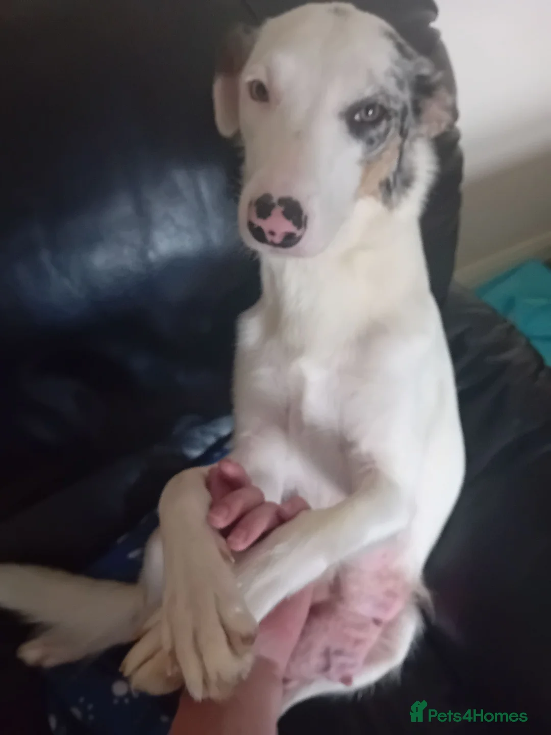 Mixed Breed dogs for sale: Collie puppies - Advert 2
