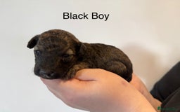 Mixed Breed dogs for sale: Stunning litter of 3/4 Toy Poodle X Welsh Collie - Image 6