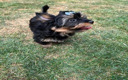 Yorkshire Terrier dogs for sale: Tiny Boys !!! Pedigrees !!! in Coventry - Image 23