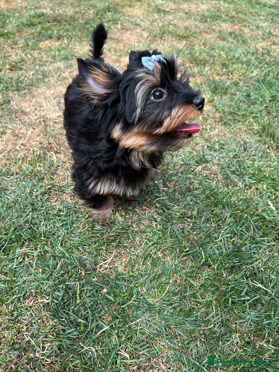 Yorkshire Terrier dogs for sale: Tiny Boys !!! Pedigrees !!! in Coventry - Image 23