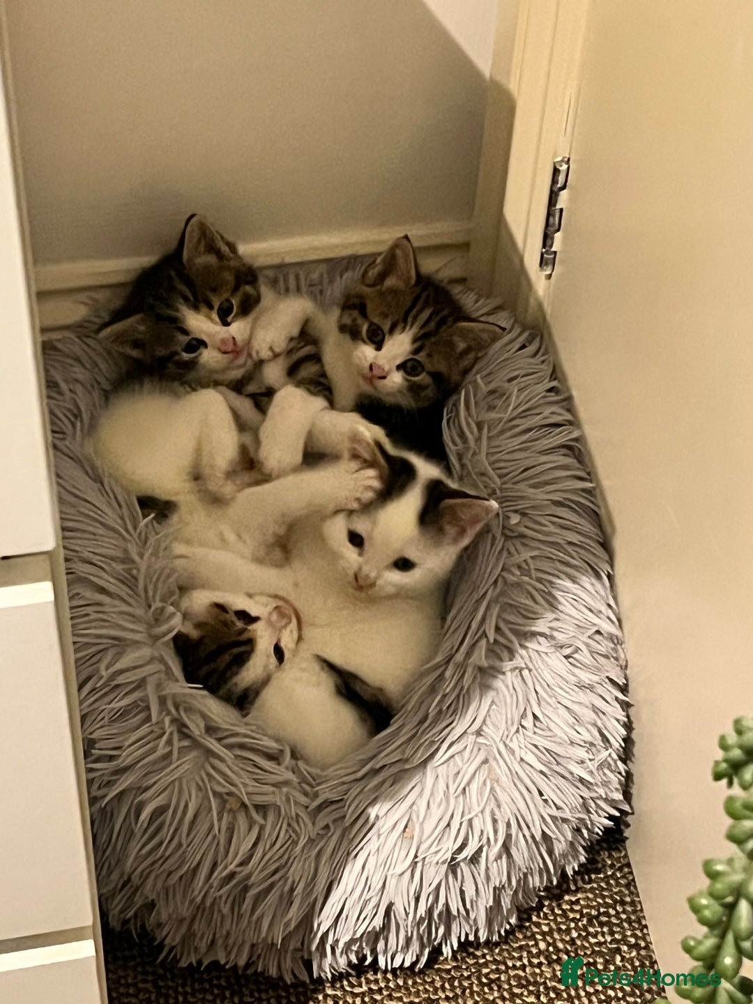 British Shorthair cats for sale: 3 beautiful boys and 1 girl - Image 1