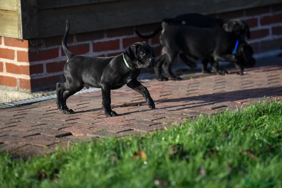 Cane Corso dogs for sale: Elite cane corso puppies  - Advert 17