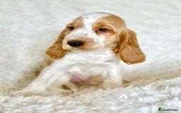 Cocker Spaniel dogs for sale: Golden Roan Full Health Tests Showline KC Reg Pups - Image 26