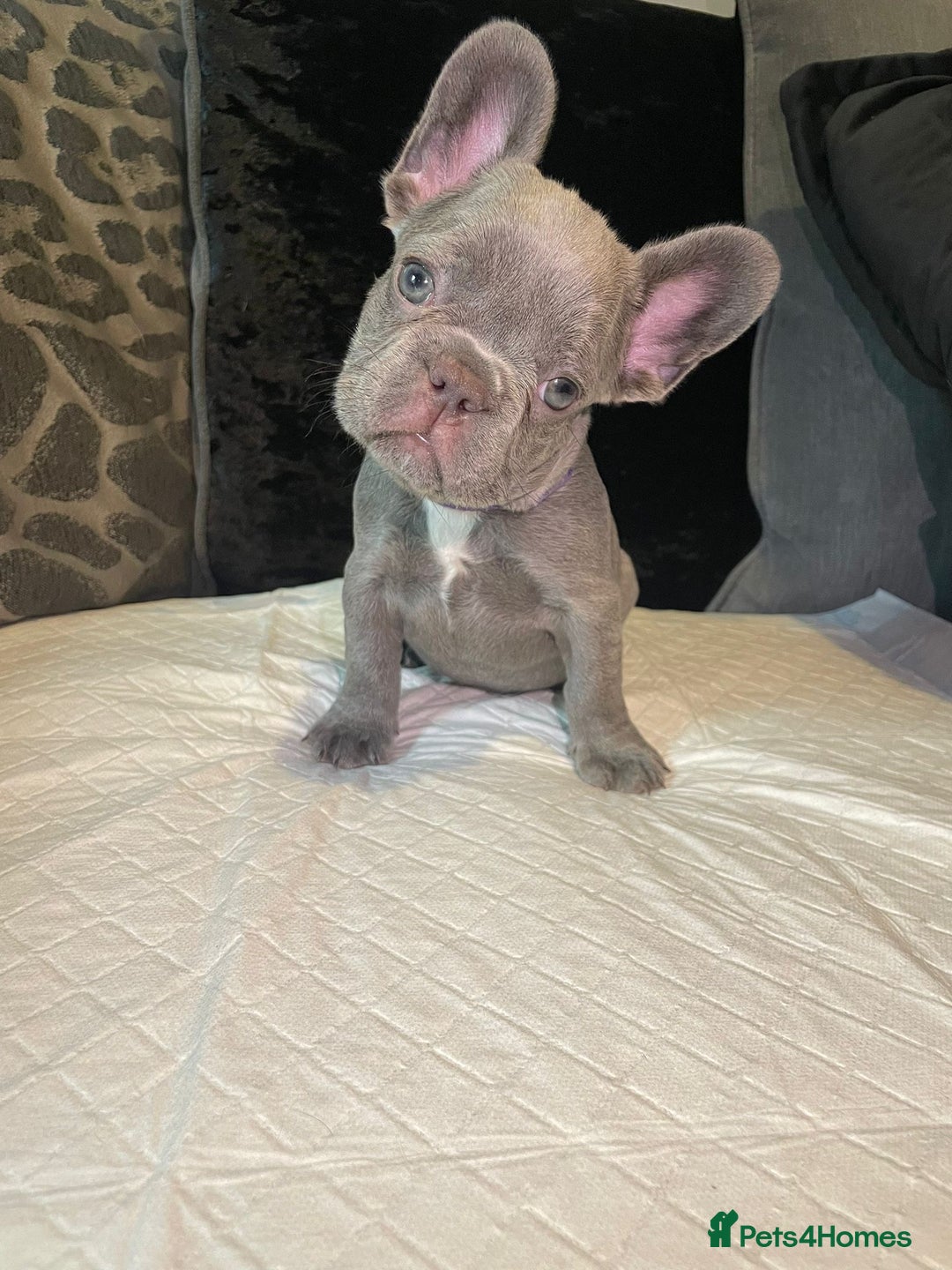 French Bulldog dogs for sale: Kc Reg Micro frenchies for sale - Image 15