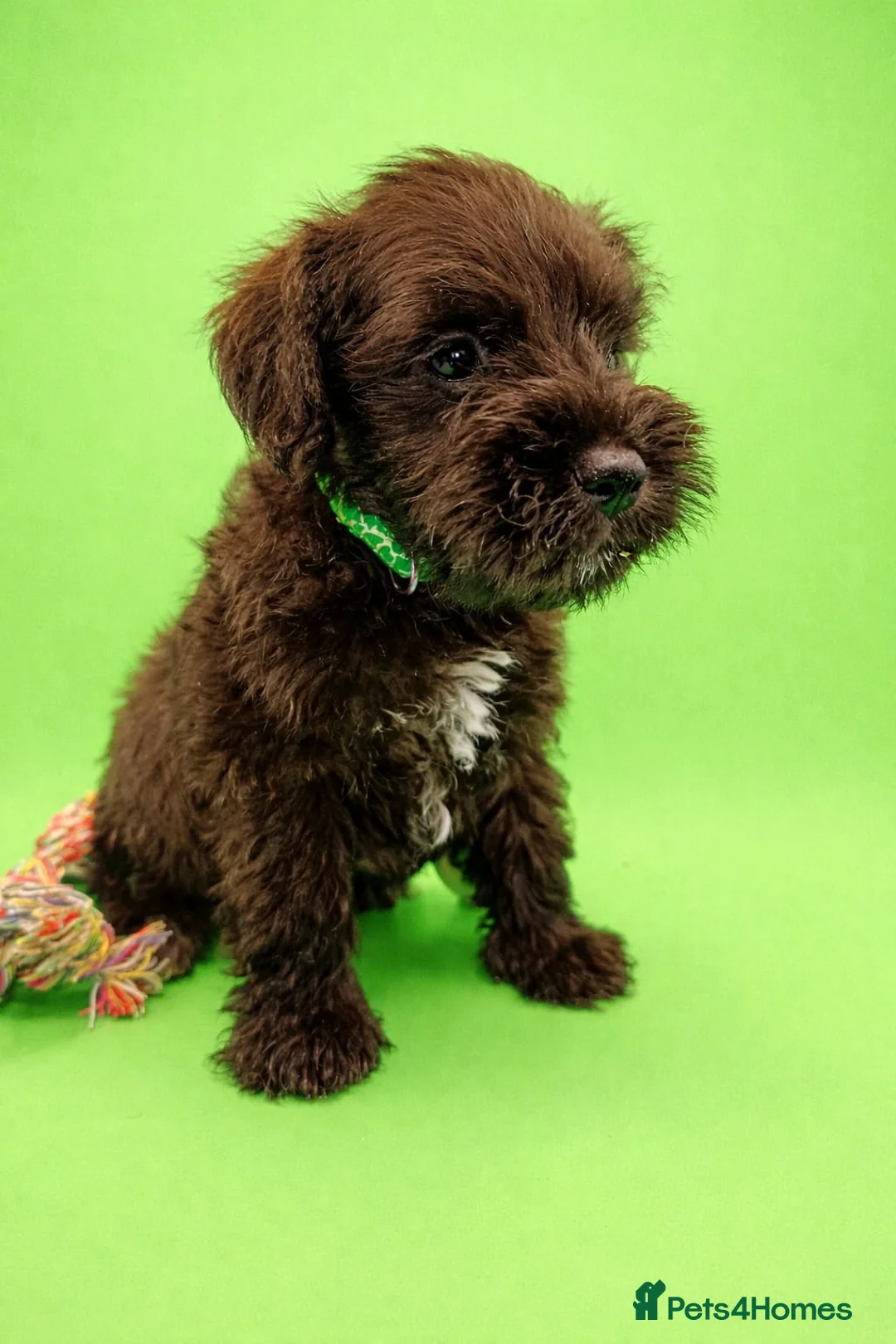 Miniature Schnauzer dogs for sale: Kc reg miniature schnauzers pups available  - Advert 8