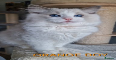 Ragdoll cats - Advert 6