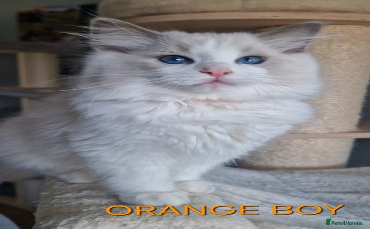 Ragdoll cats - Advert 7