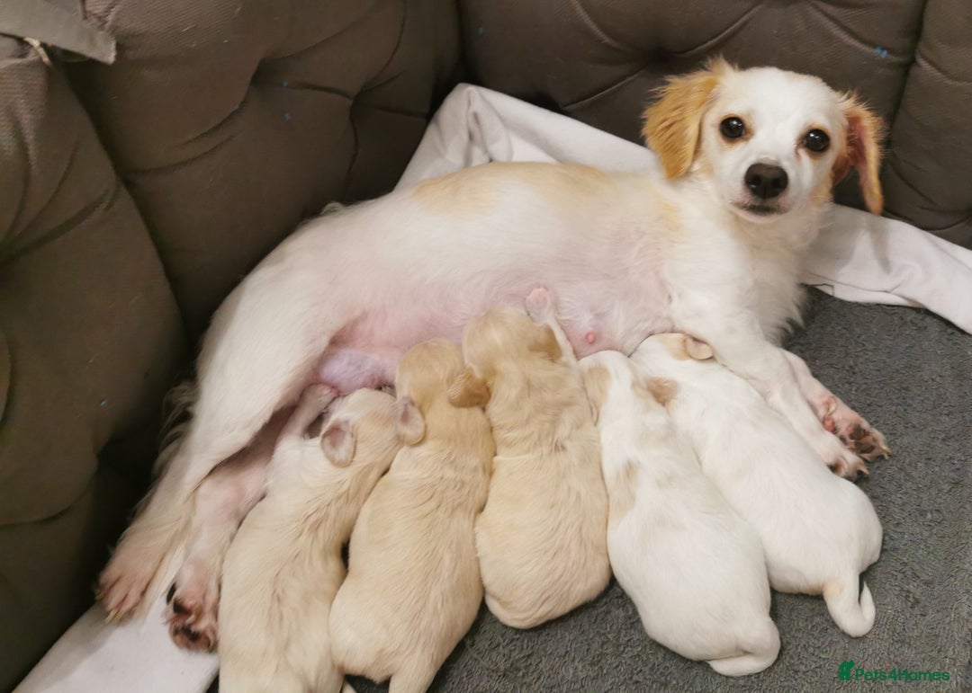 Mixed Breed dogs for sale: Bichon Frisee/Maltese.  - Advert 8