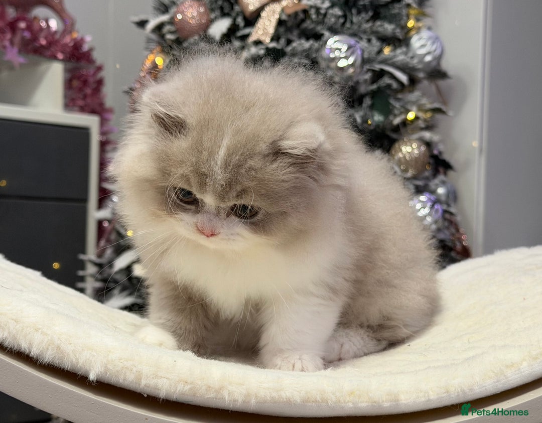 British Shorthair cats for sale: Gorgeous British Kittens - Advert 8