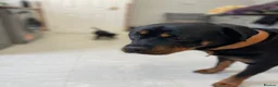 Rottweiler dogs for sale: ROTTWEILER PUPPIES "ready to go" - Advert 5