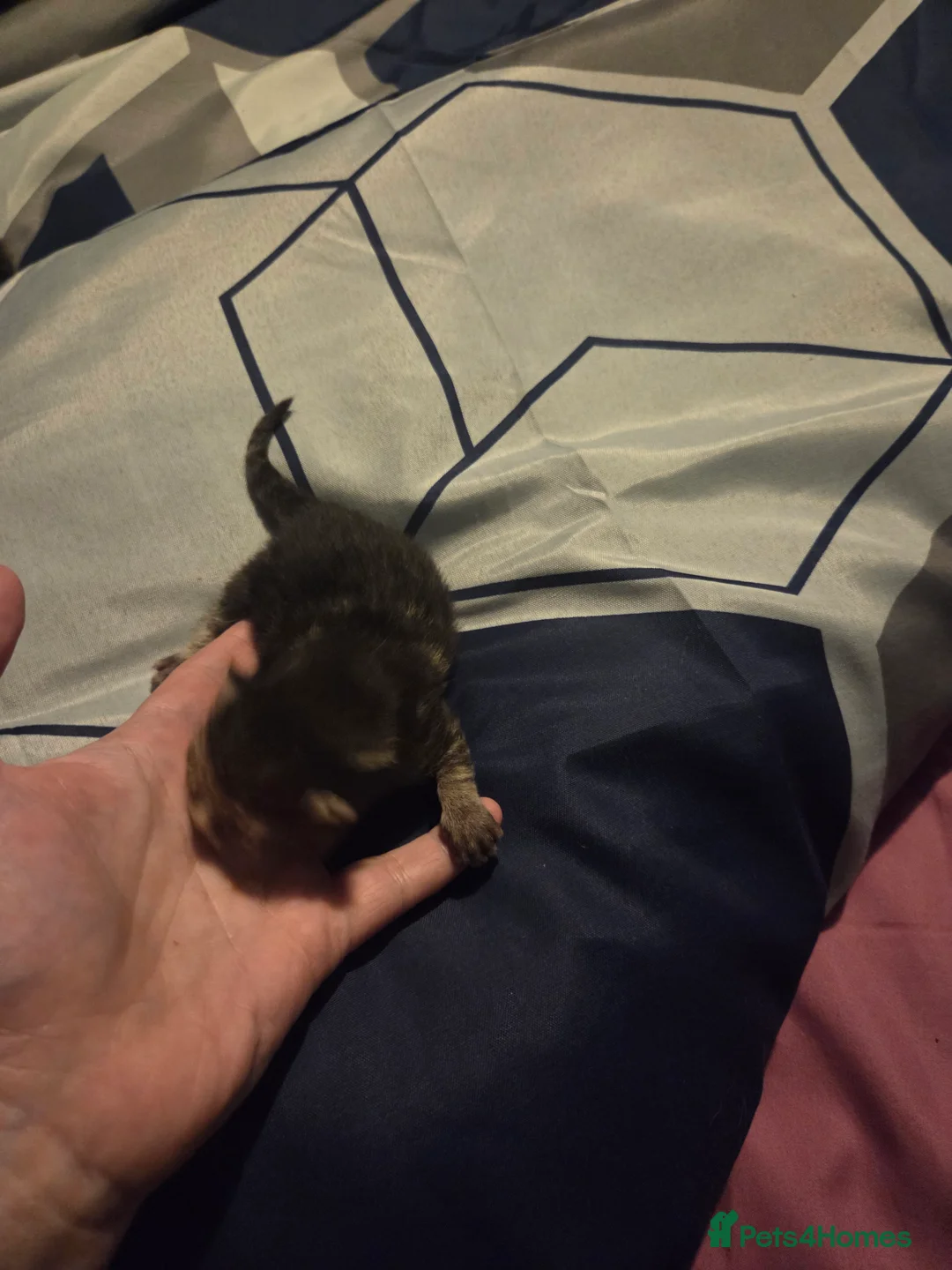 Mixed Breed cats for sale: 4 tabby kittens - Advert 2