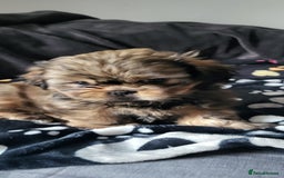 Shih Tzu dogs for sale: Adorable Shih tzu Puppies  - Image 6