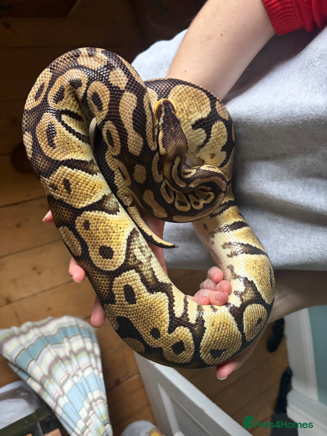 Python Snake reptiles for sale: Ball Pythons Leopard YB lesser enchi gravel pastel - Advert 6