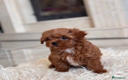 Maltipoo dogs for sale: Adorable Maltipoo Puppies for Sale! 🐾❤️ - Image 6