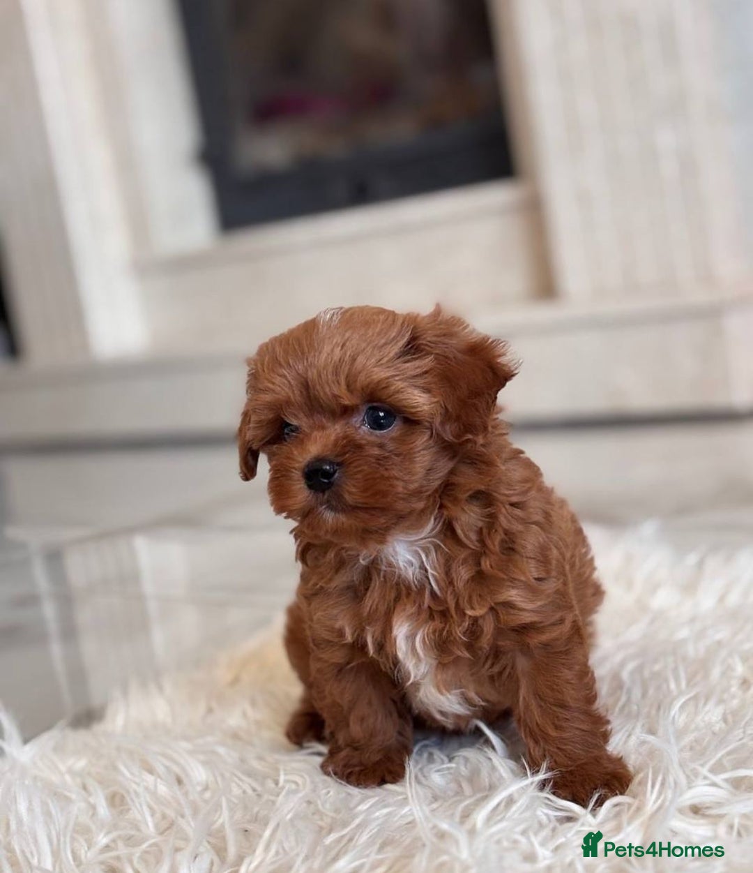 Maltipoo dogs for sale: Adorable Maltipoo Puppies for Sale! 🐾❤️ - Image 6