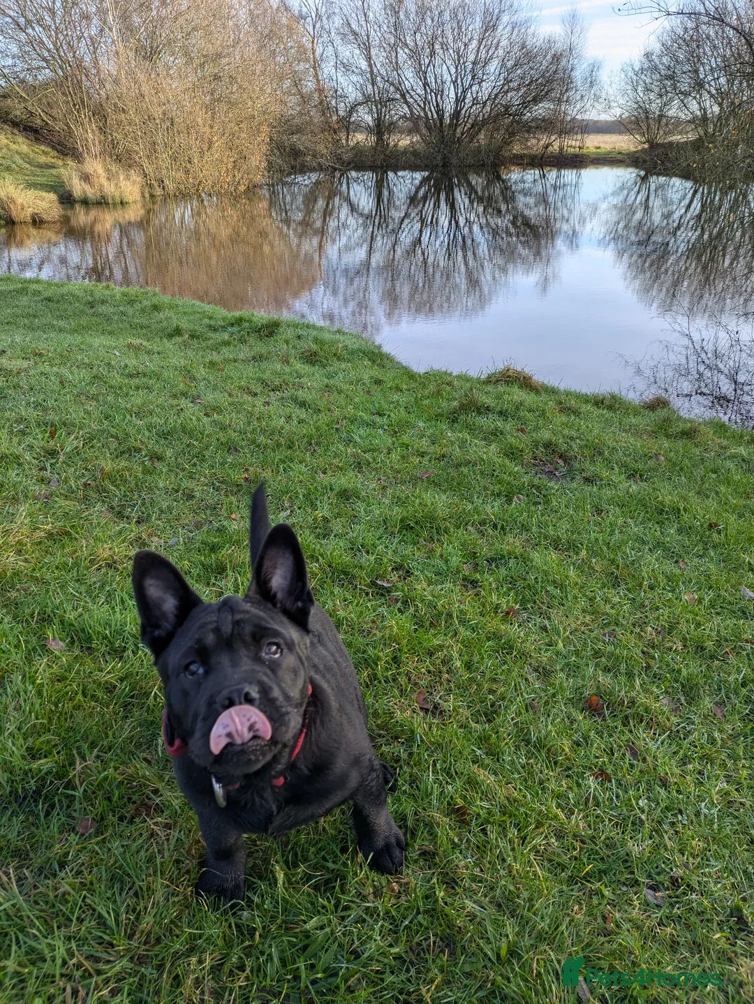 Mixed Breed dogs for sale: English Bulldog x Shar Pei Puppy - Advert 4