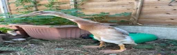 Ducks poultry for sale: Show line Indian Runner Drakes - Advert 1