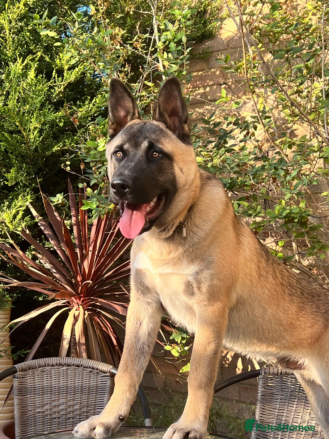 Mixed Breed dogs for sale: 3.5 year old Akita male - Advert 10