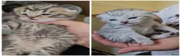 British Shorthair cats for sale: ✨️✨️Tabby British Shorthair kitten✨️✨️ - Advert 1