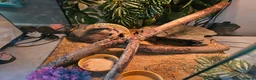 Leopard Gecko reptiles for sale: Leopard gecko  in London - Advert 7