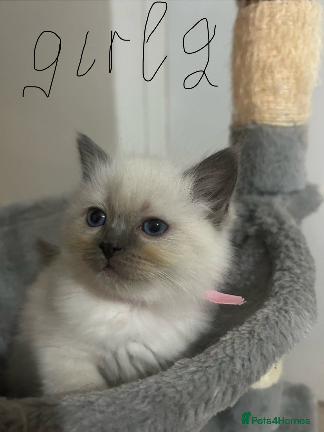 Ragdoll cats for sale: A real ragdoll - Advert 7