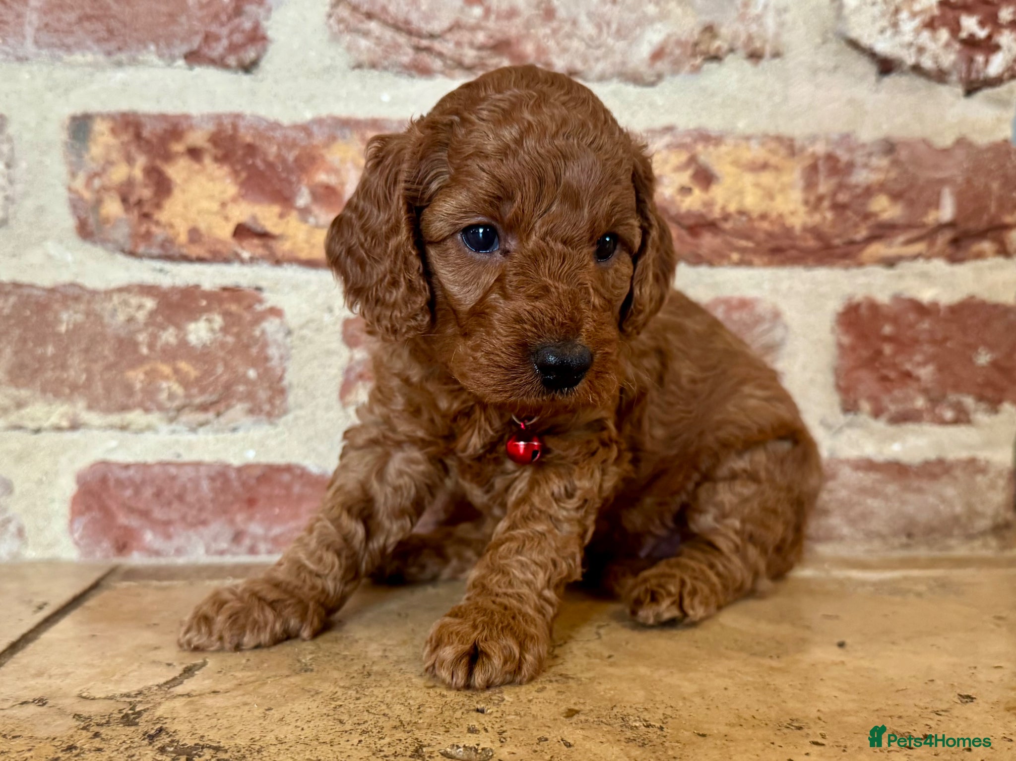 Cockapoo dogs F1b solid red cockapoo female 🐾 - Advert 16