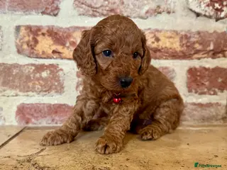 Cockapoo dogs F1b solid red cockapoo female 🐾 - Advert 16