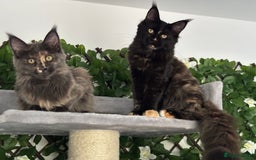 Maine Coon cats for sale: TICA 5 GEN PEDIGREE DNA TESTED  - Image 16