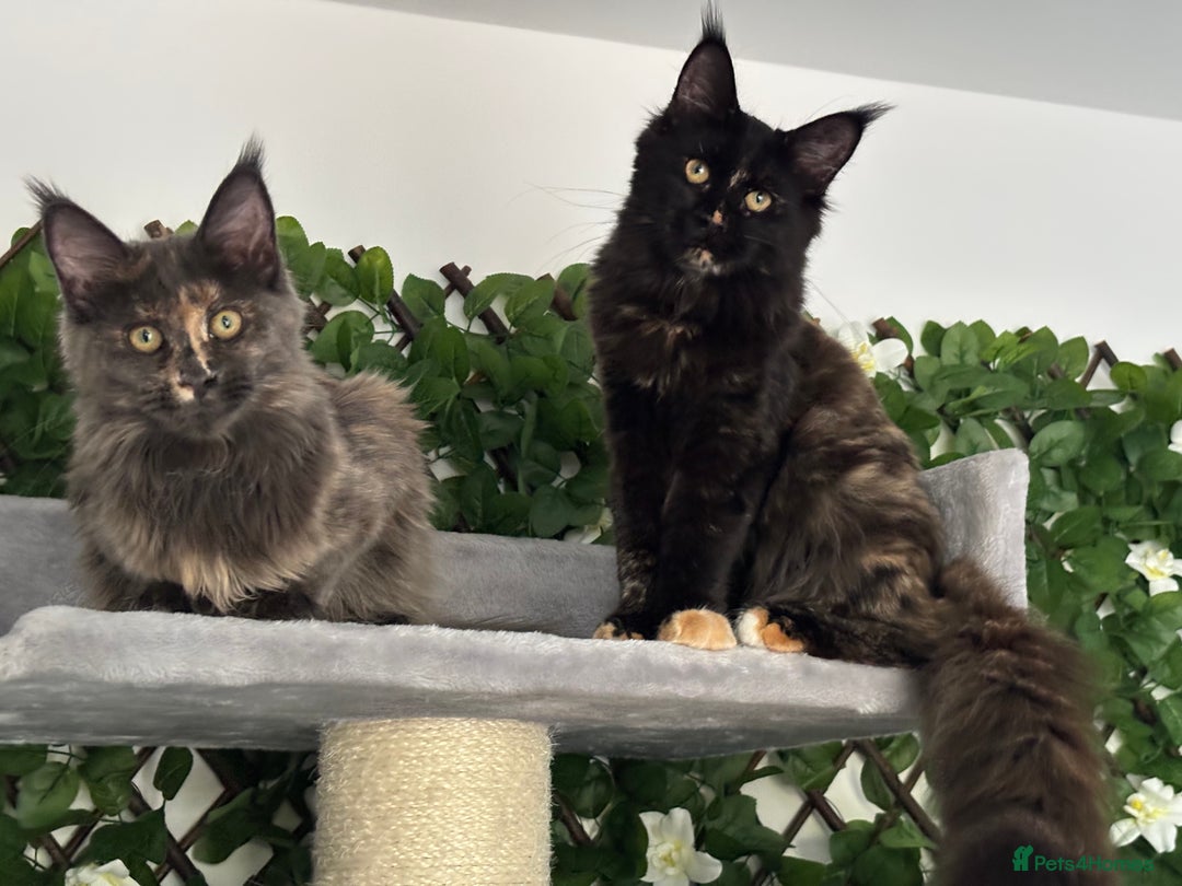 Maine Coon cats for sale: TICA 5 GEN PEDIGREE DNA TESTED  - Image 16