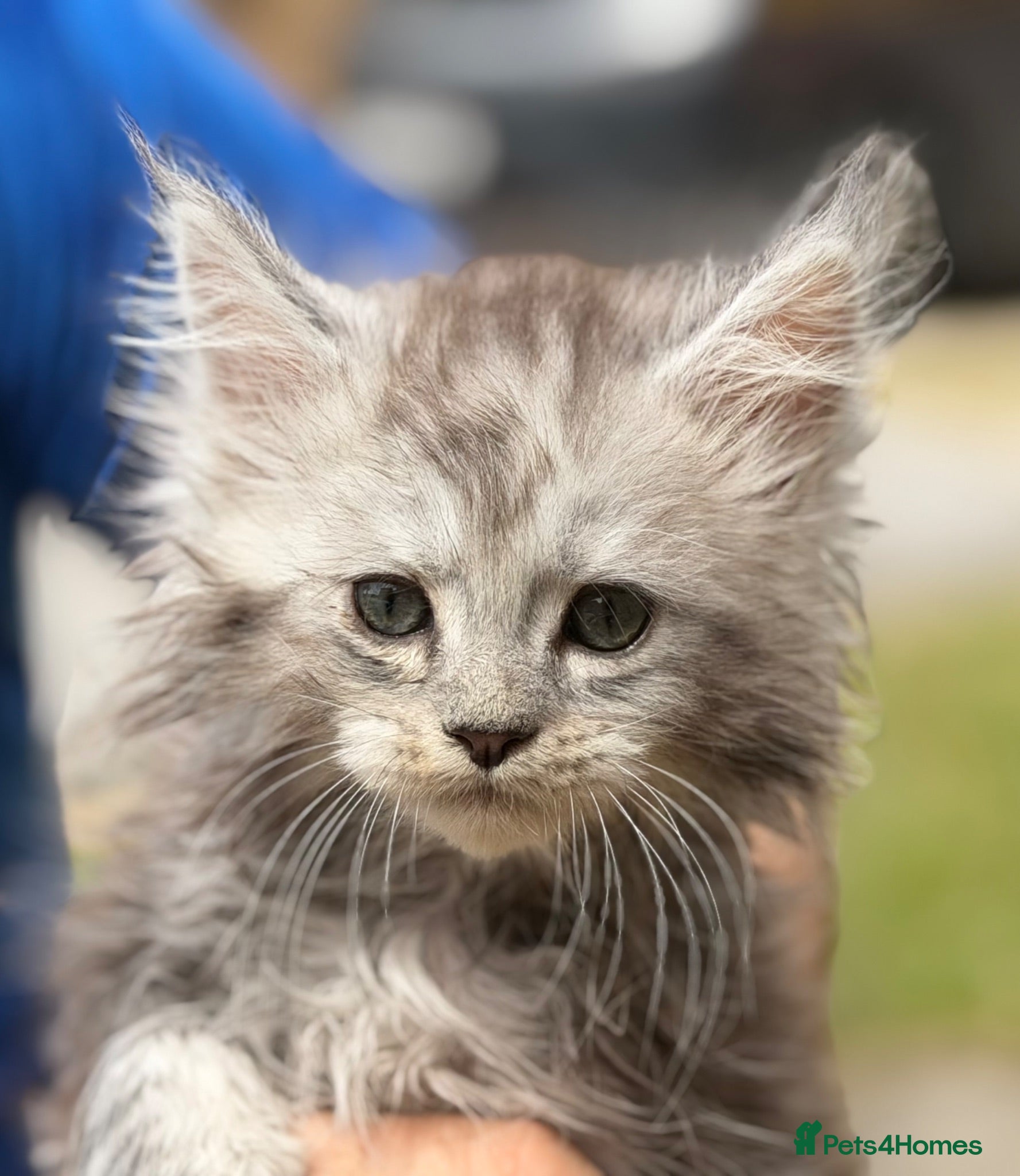 Maine Coon cats TICA reg mainecoon kittens - Advert 1